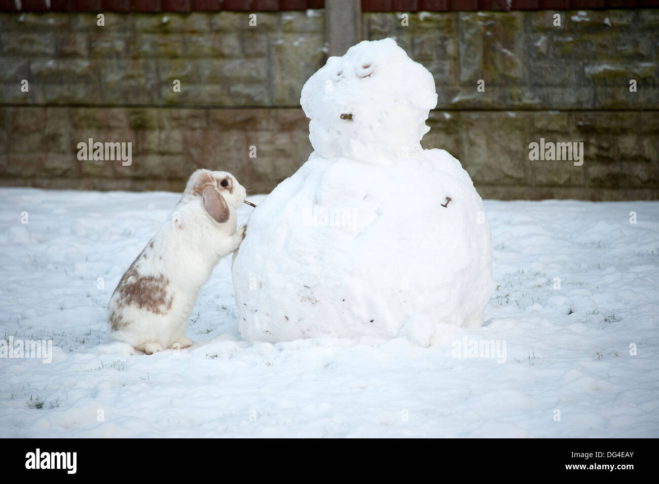 Lop oreilles lapin blanc building snowman en hiver Banque D'Images