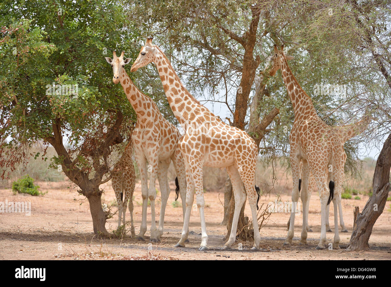 Girafe d'Afrique de l'Ouest - Niger - Girafe Girafe (Giraffa camelopardalis peralta) groupe reposant à l'ombre des arbres Banque D'Images