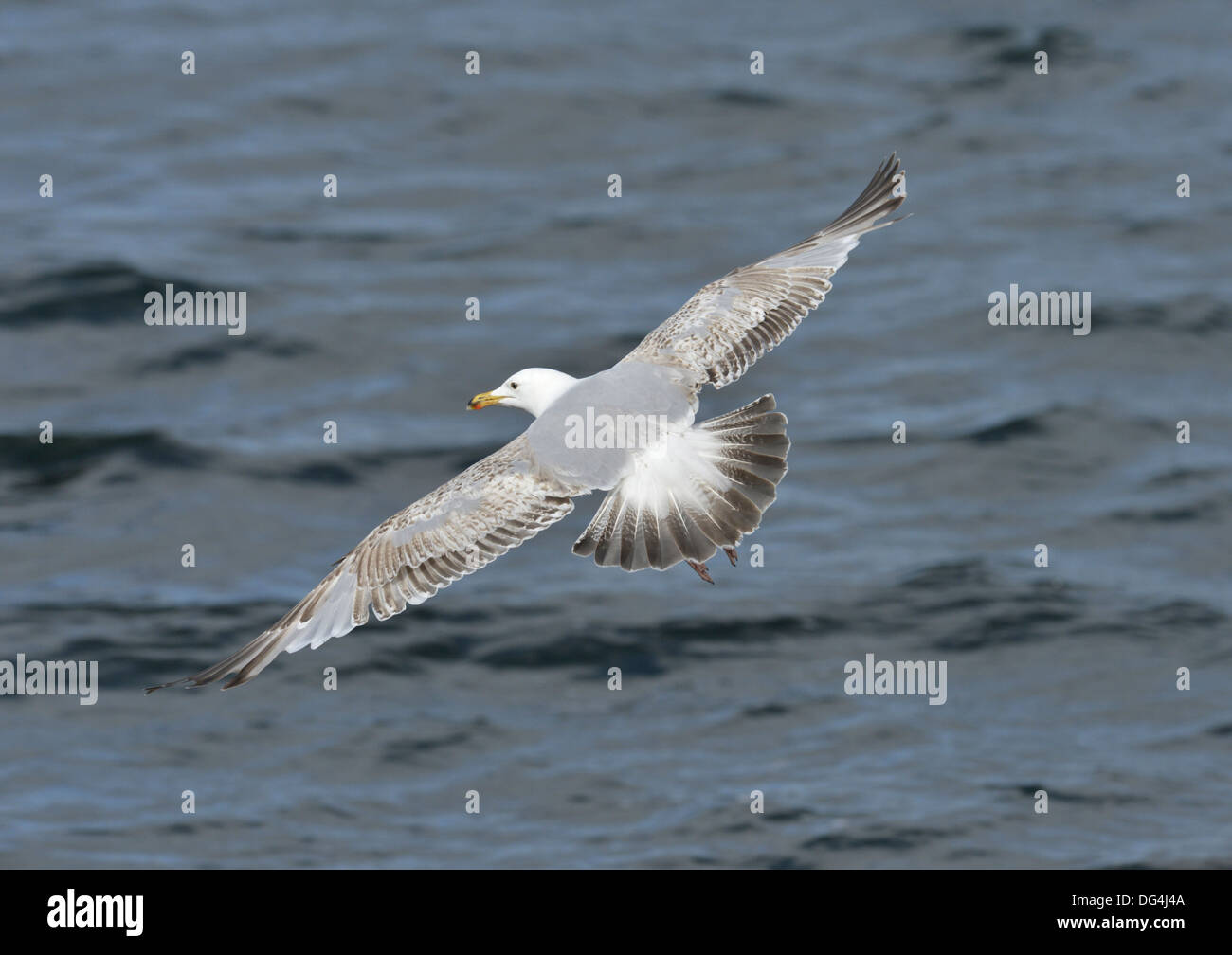 Goéland argenté Larus argentatus Banque D'Images