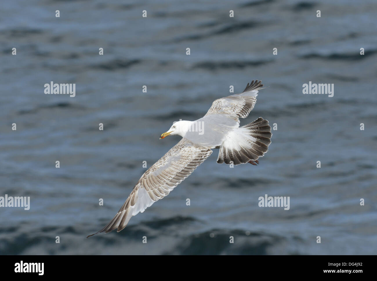 Goéland argenté Larus argentatus Banque D'Images