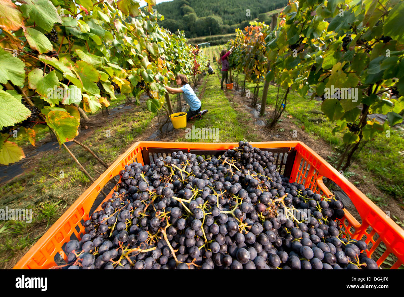 La famille Stapley recueillir les années à faire du vin vendanges à leur Redyeates vignoble familial près de Crediton, Devon Banque D'Images