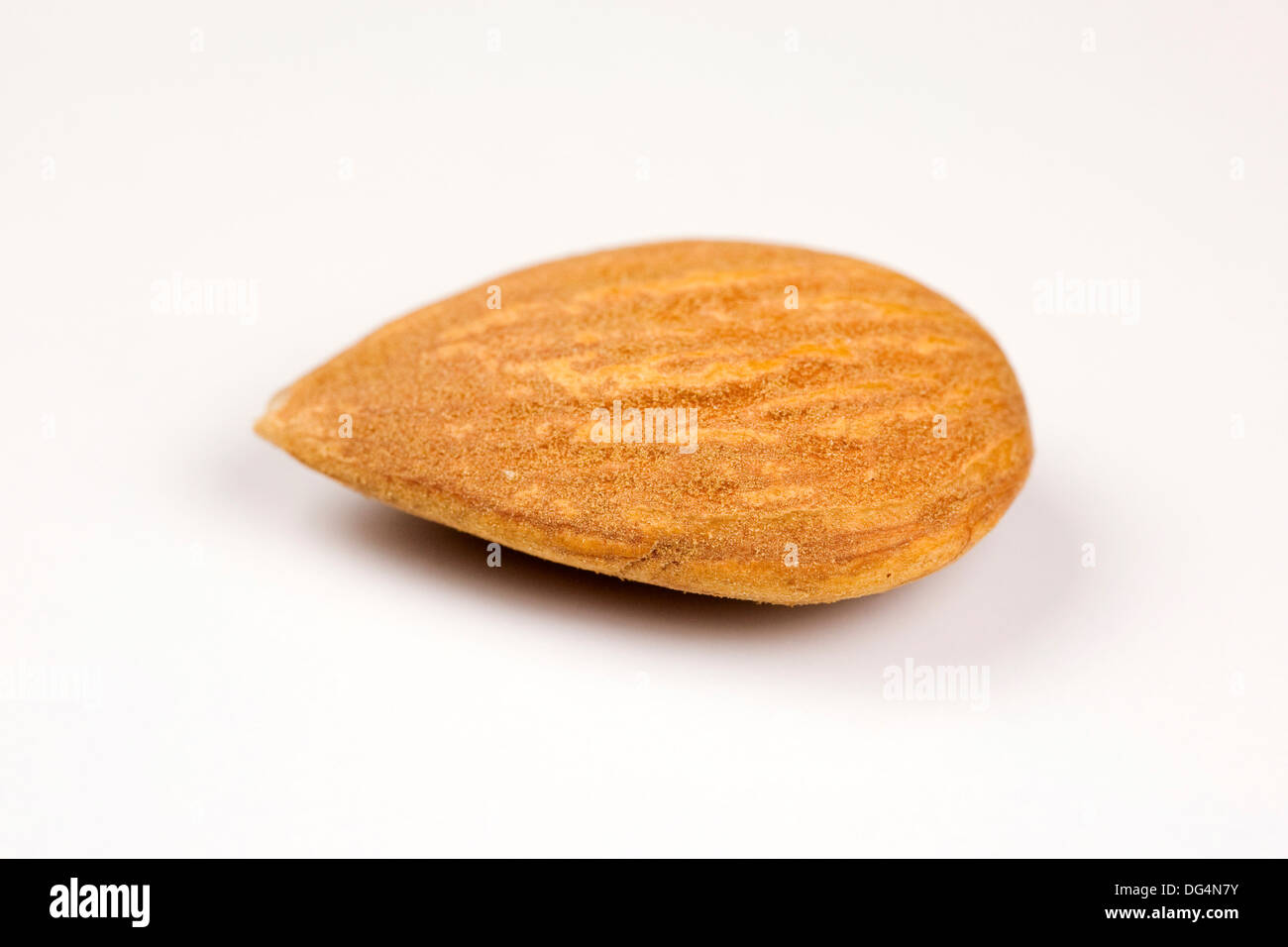 Prunus amygdalus. Semence de l'amandier. Banque D'Images