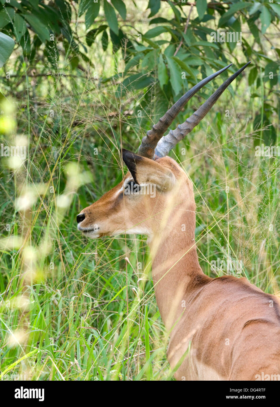 Jeune mâle immature gazelle Impala Aepyceros melampus bois jeu national de l'Akagera Sud Réserver/Park Rwanda Afrique Centrale Banque D'Images