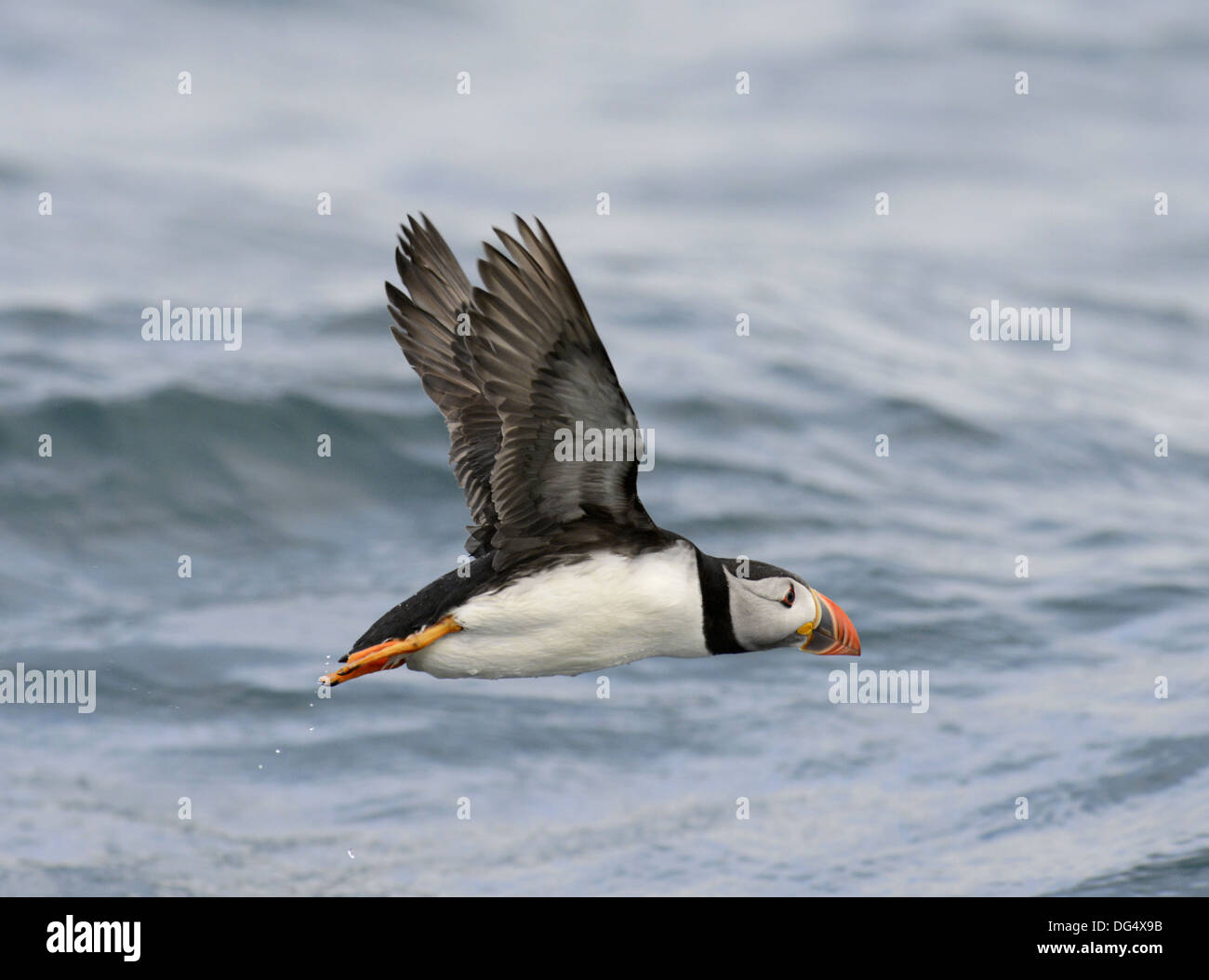 Macareux moine (Fratercula arctica Banque D'Images