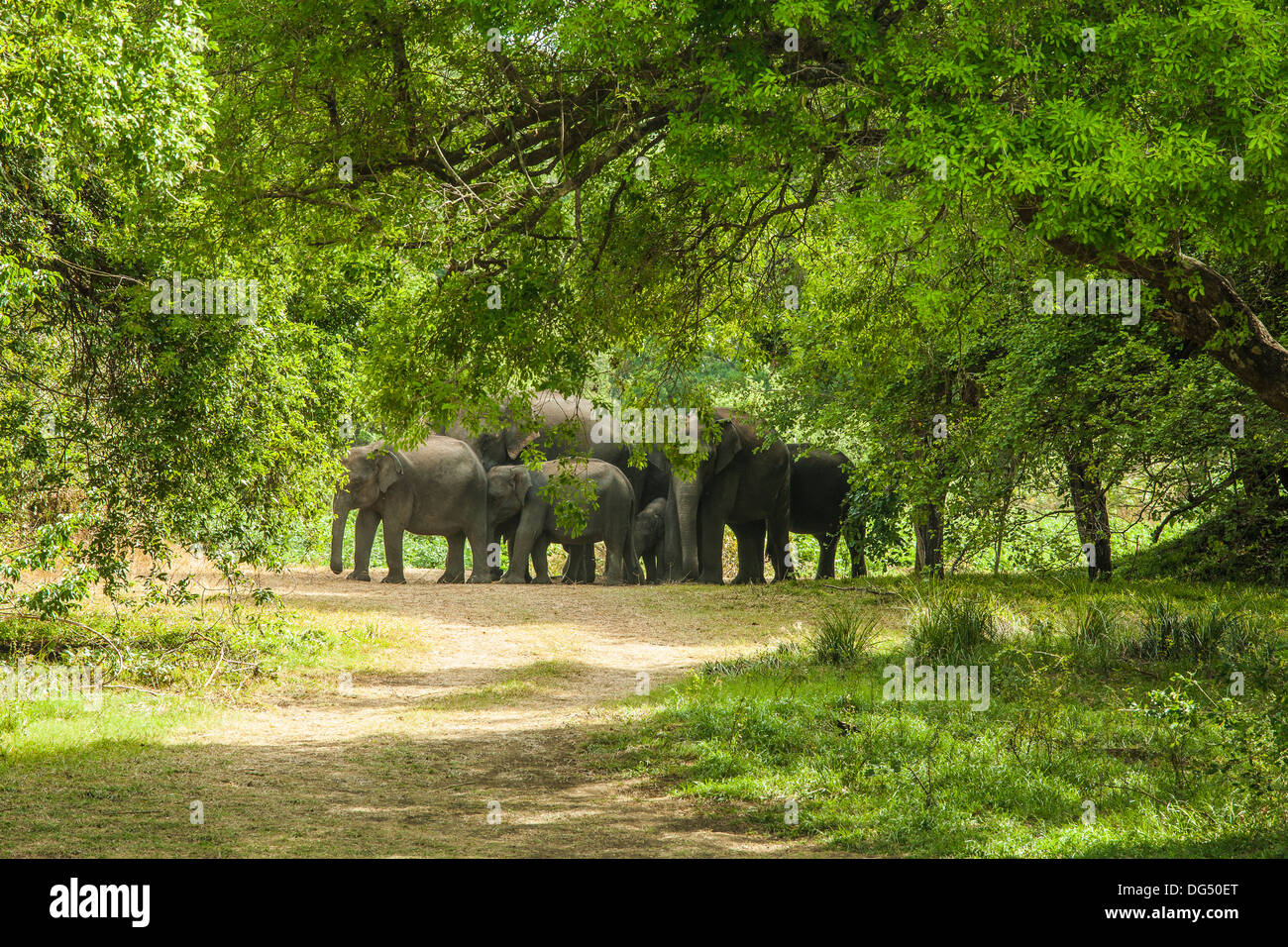 Un troupeau d'éléphants femelles Sri-Lankais protection des jeunes Banque D'Images