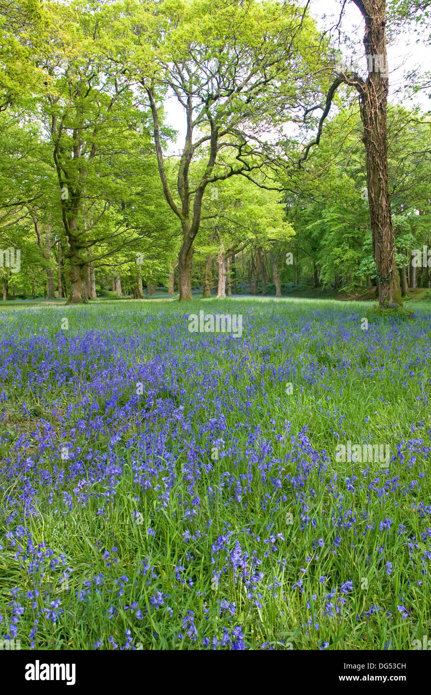 Printemps bluebells ornent Blackbury Camp, un vieux fortin près de Seaton dans le sud-est du Devon Banque D'Images