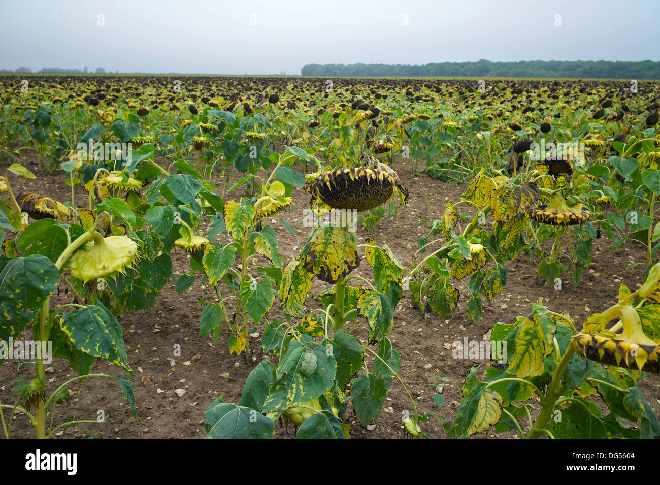 Les têtes de tournesol growing in field, Loire, Indre et Loire, France Banque D'Images