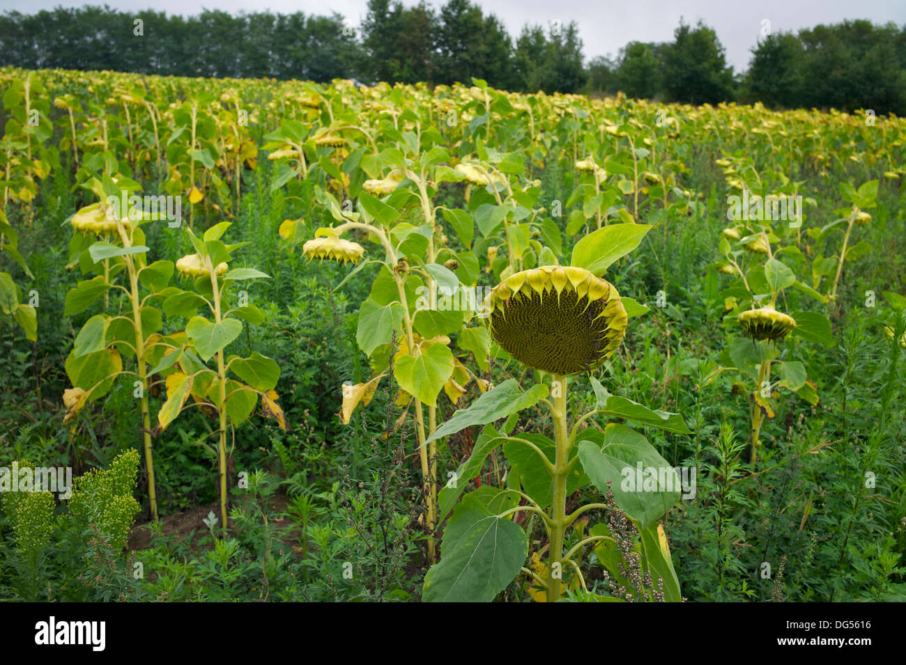 Les têtes de tournesol growing in field, Loire, Indre et Loire, France Banque D'Images