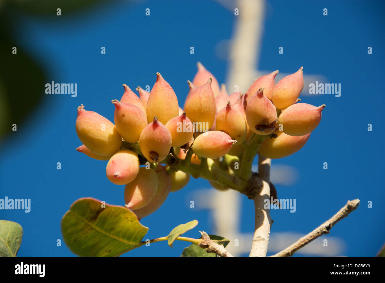 Les pistaches poussant sur un pistachier (Pistacia vera) Banque D'Images