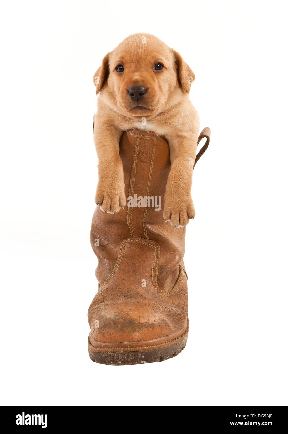 Un Labrador, chiot debout dans une botte Banque D'Images