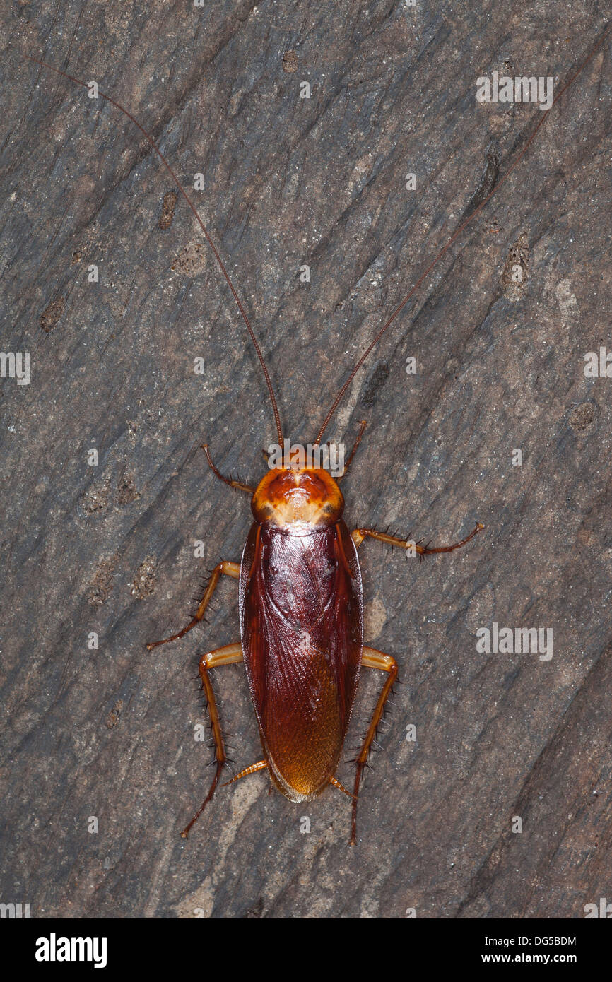 Blatte australienne Periplaneta australasiae (adultes) sur le mur de la grotte Banque D'Images