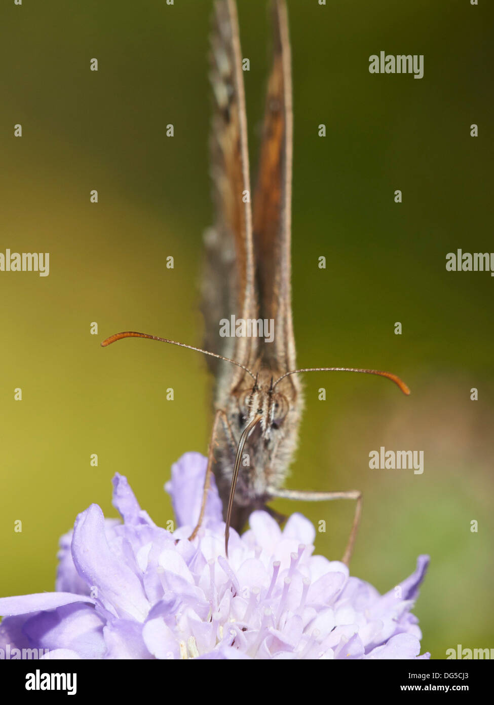 Meadow Brown Butterfly se nourrissant de Scabious. Banque D'Images