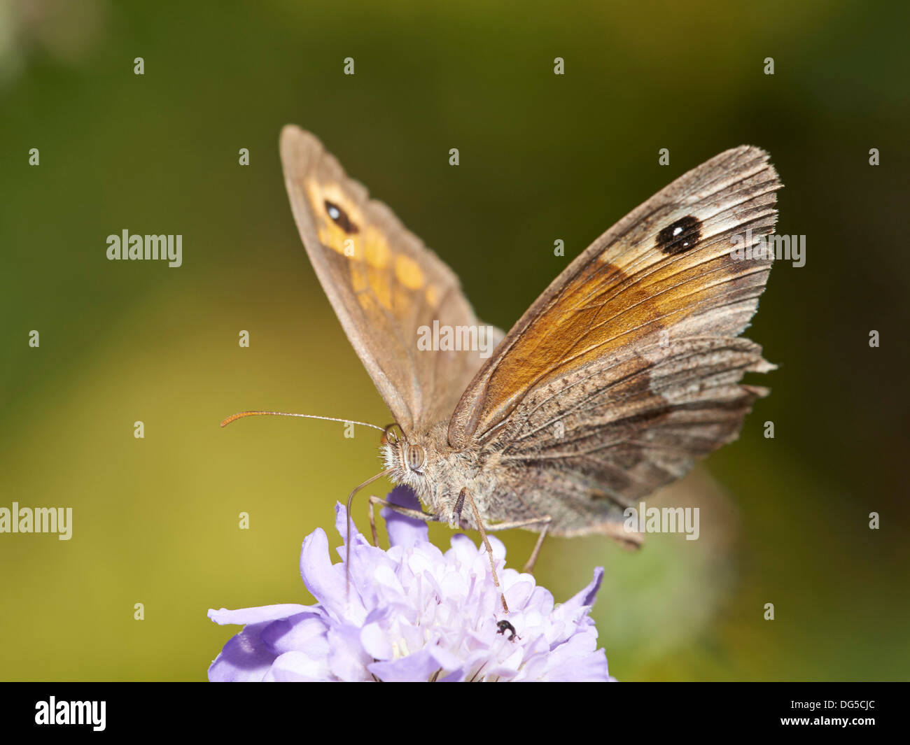 Meadow Brown Butterfly se nourrissant de Scabious. Banque D'Images