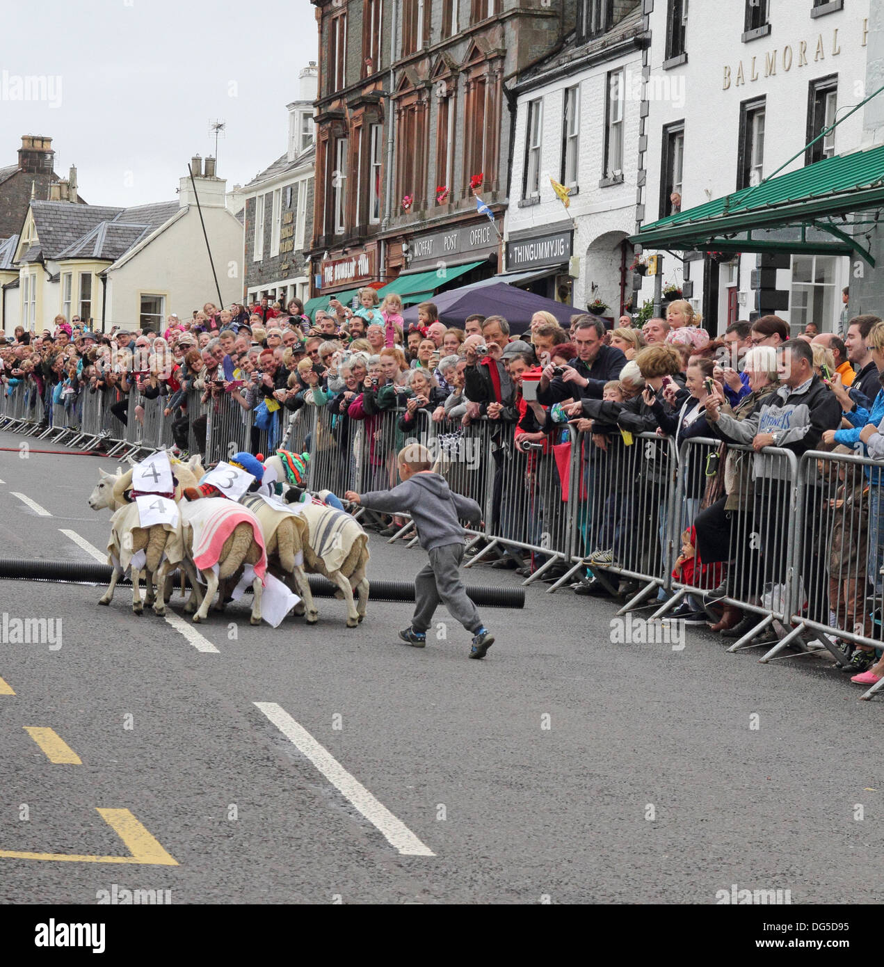 Woman Driving mouton à la race de moutons, Moffat High Street, Dumfries & Galloway, Scotland, UK Banque D'Images