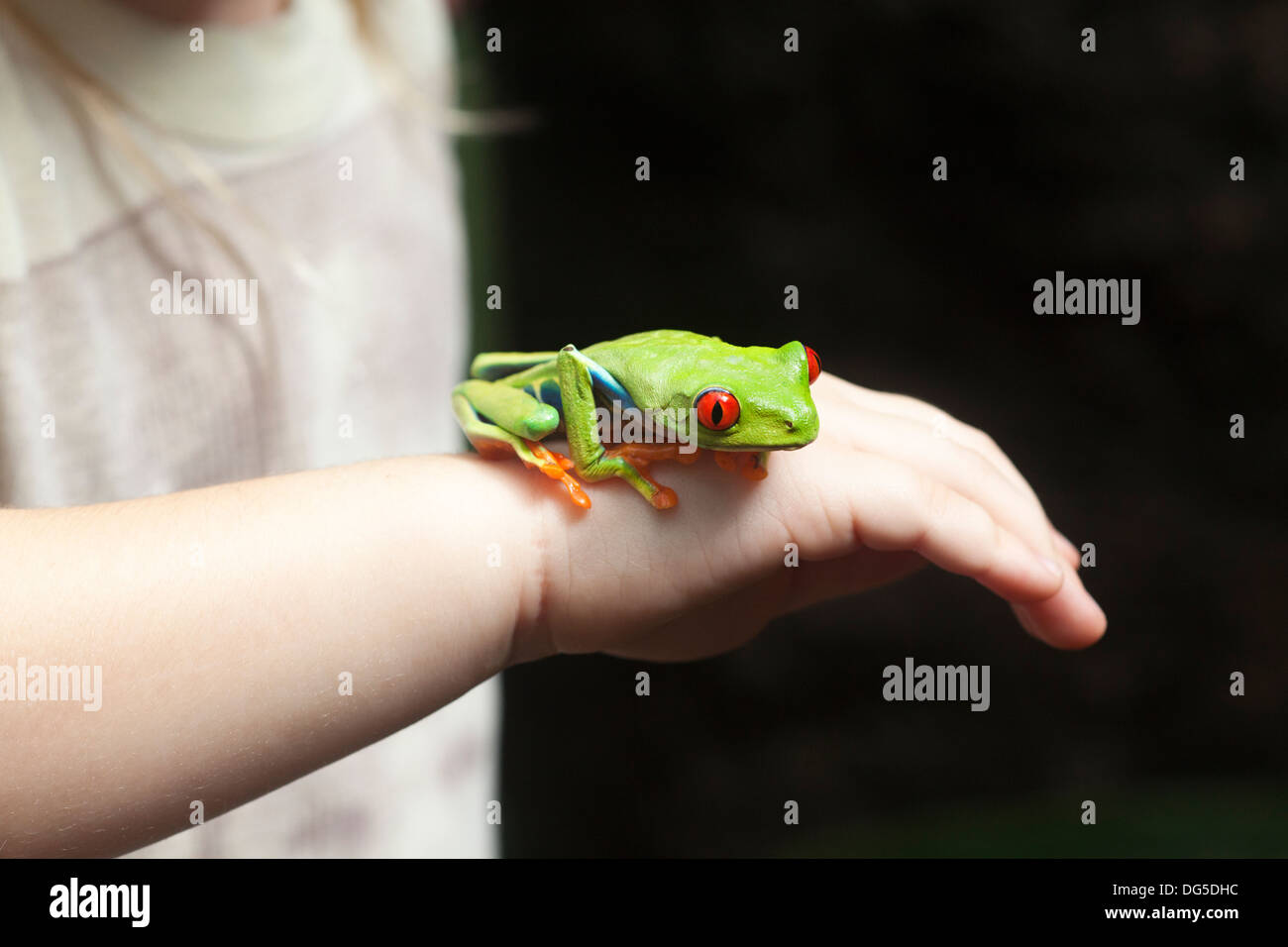 Grenouille d'arbre à yeux rouges (Agalychnis callidryas) sur la main de la jeune fille Banque D'Images