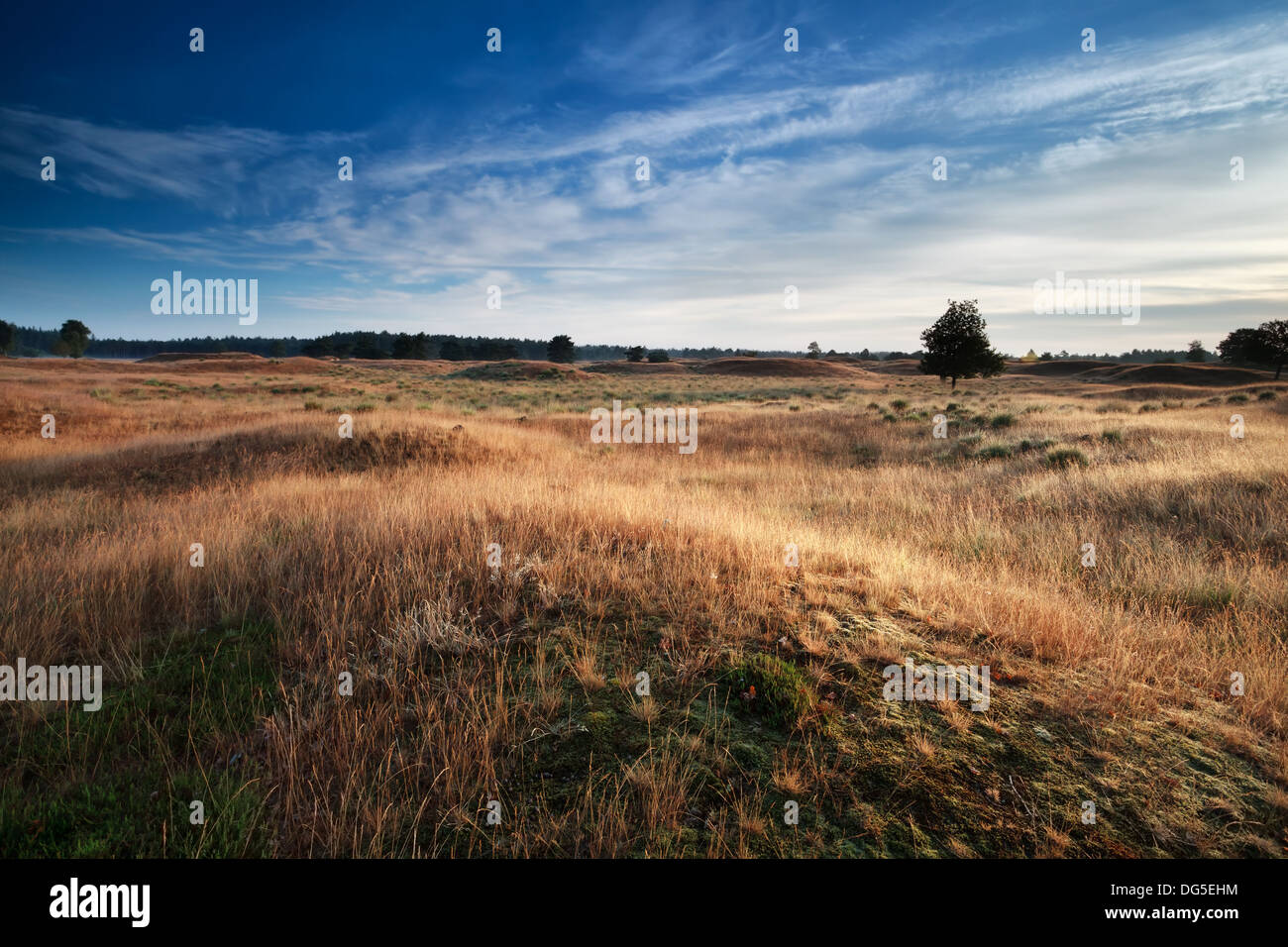 Collines et dunes dans la lumière du soleil du matin, Drents-Friese Wold, Pays-Bas Banque D'Images
