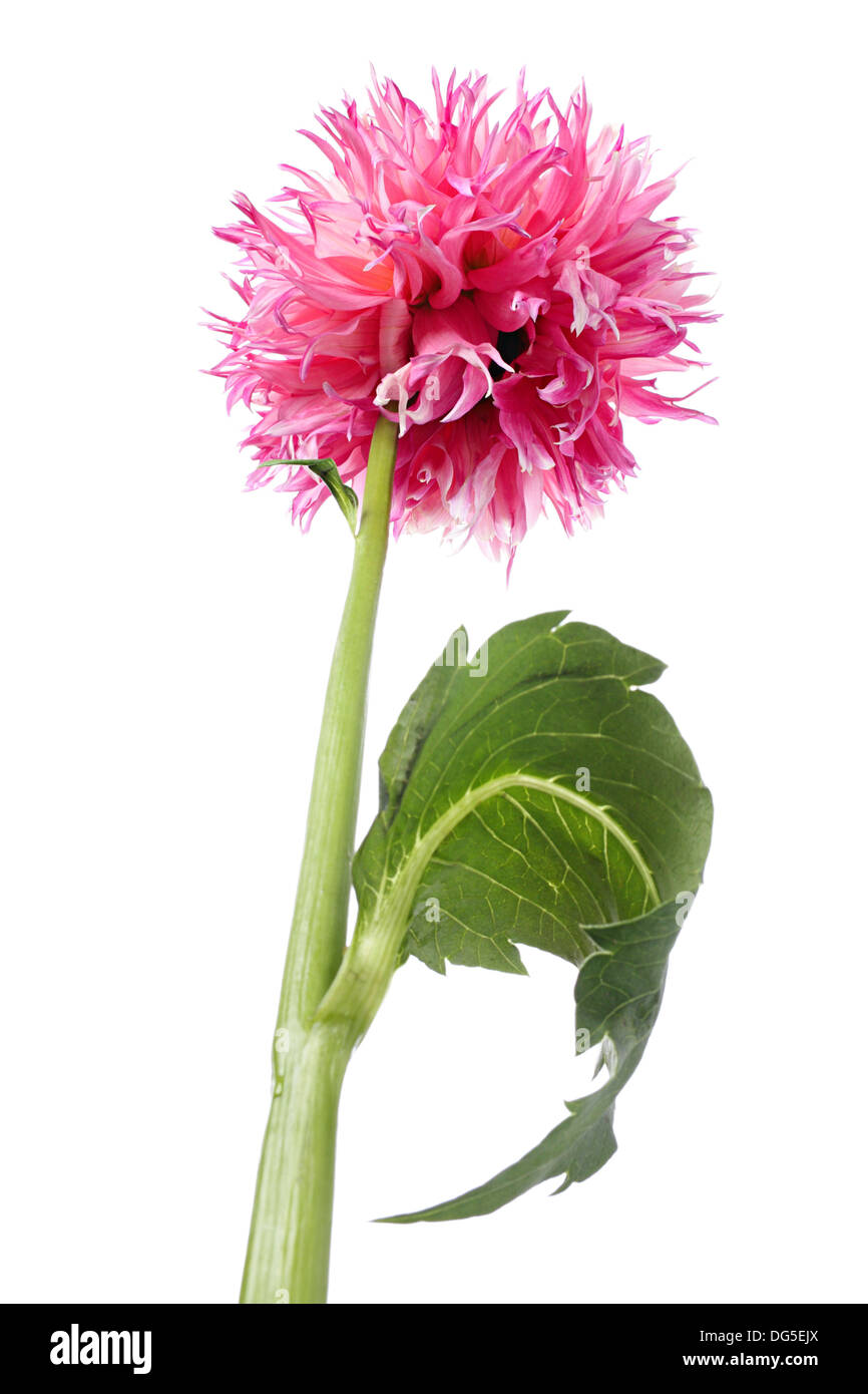 Des fleurs. Aspirant vers le haut pour sky Dahlia Banque D'Images