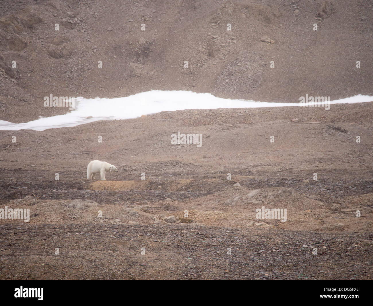 Un ours polaire femelle portant un collier émetteur pour le suivi sur le Spitzberg, Svalbard. Le changement climatique représente une menace considérable pour les ours polaires. Comme la glace de mer se retire, ils perdent du terrain et l'heure de chasse sa proie, les phoques, qu'ils ne peuvent chasser sur la glace de mer. Les dernières recherches montrent que l'Arctique sera libre de glace de mer par le 2050's et des ours polaires auront disparu dans la nature. Banque D'Images