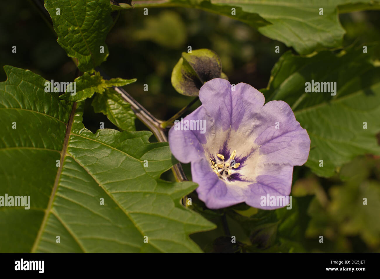 Nicandra physaloides superbes fleurs bleu indigo se démarquer de feuilles vertes aussi Shoo Fly Plant Banque D'Images