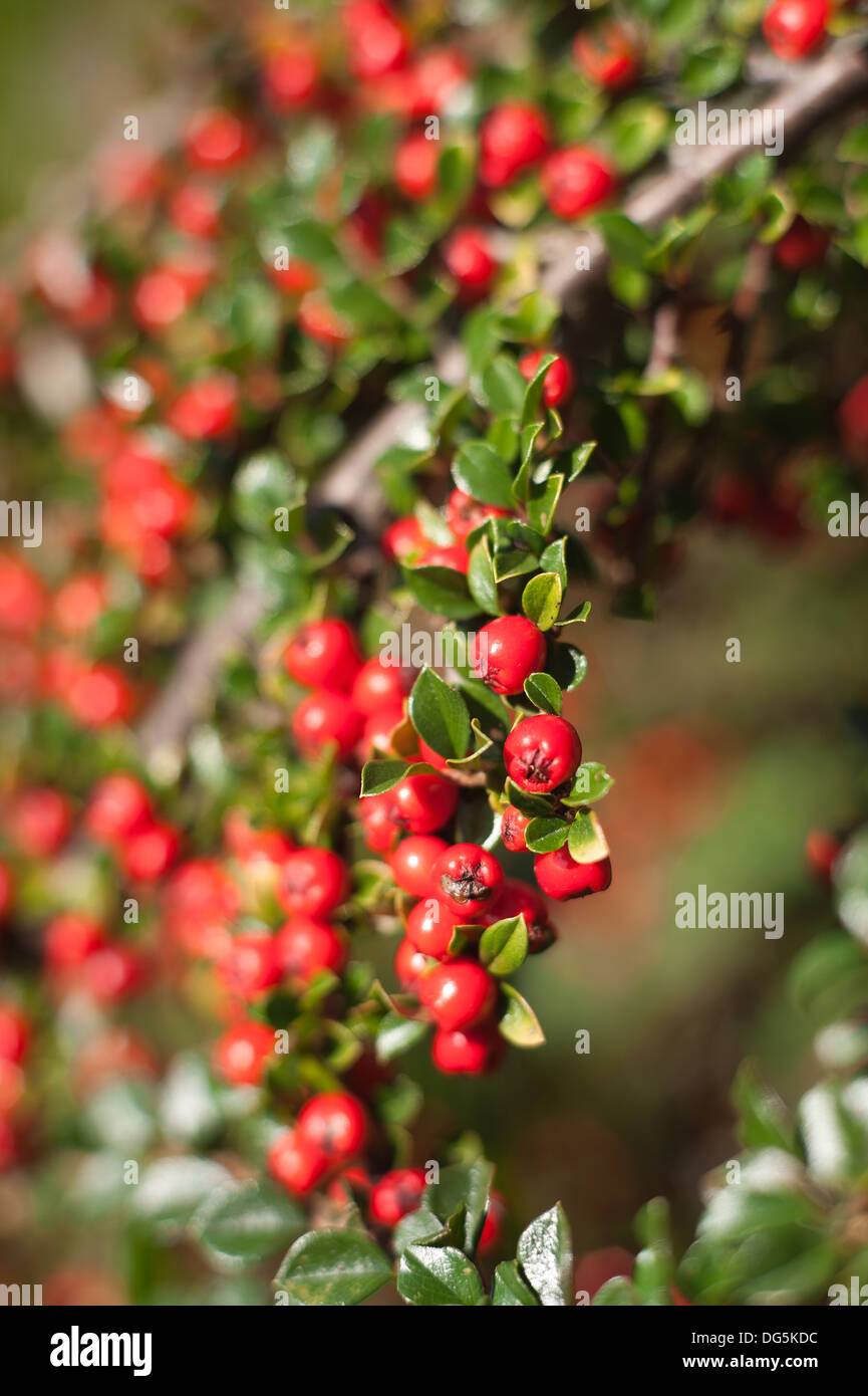 Les lignes de conduite de l'abondance de fruits rouges cottoneaster arbuste un grande source de nourriture pour les oiseaux pendant l'hiver et profondeur de champ Banque D'Images