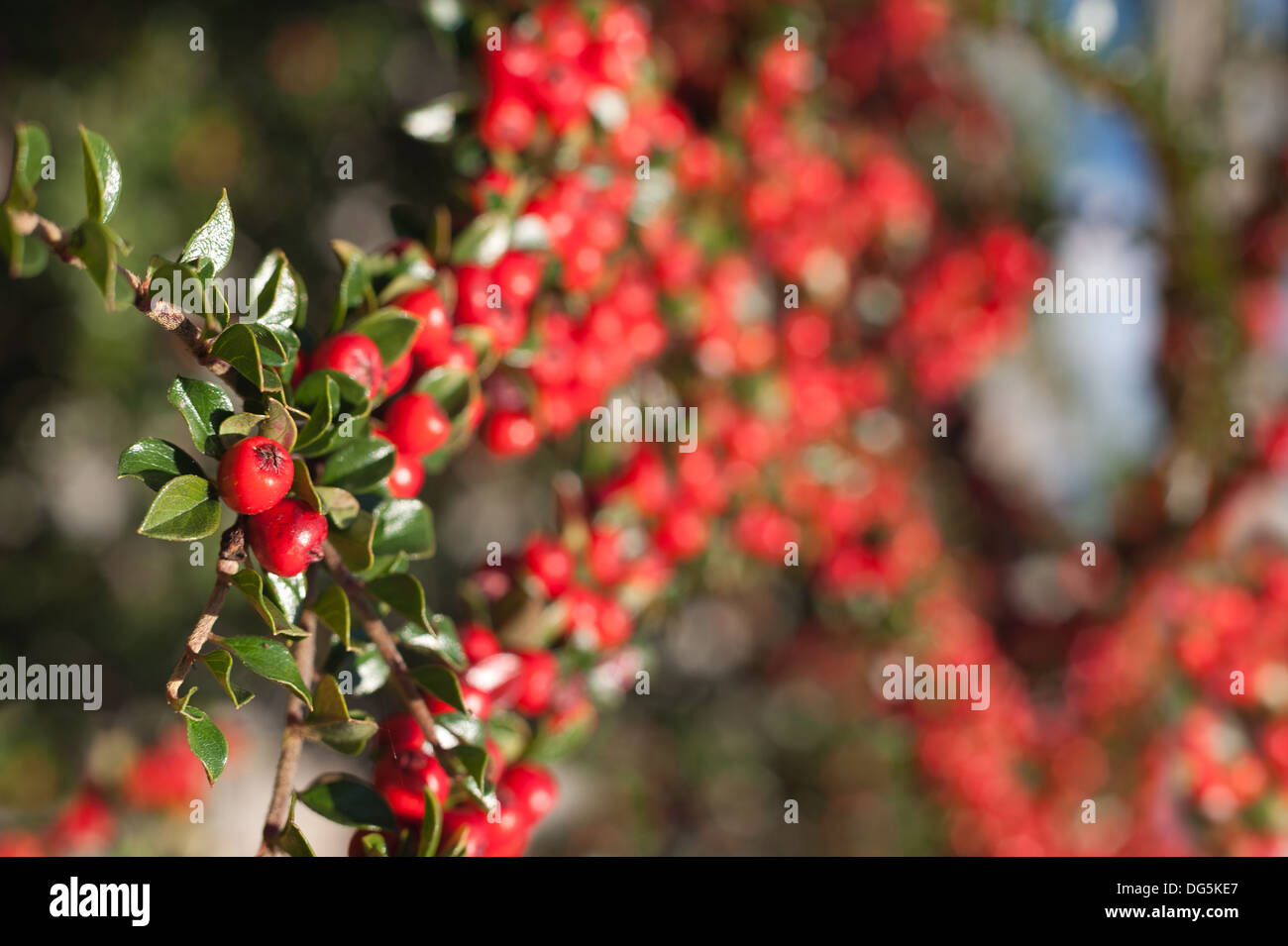Les lignes de conduite de l'abondance de fruits rouges cottoneaster arbuste un grande source de nourriture pour les oiseaux pendant l'hiver et profondeur de champ Banque D'Images