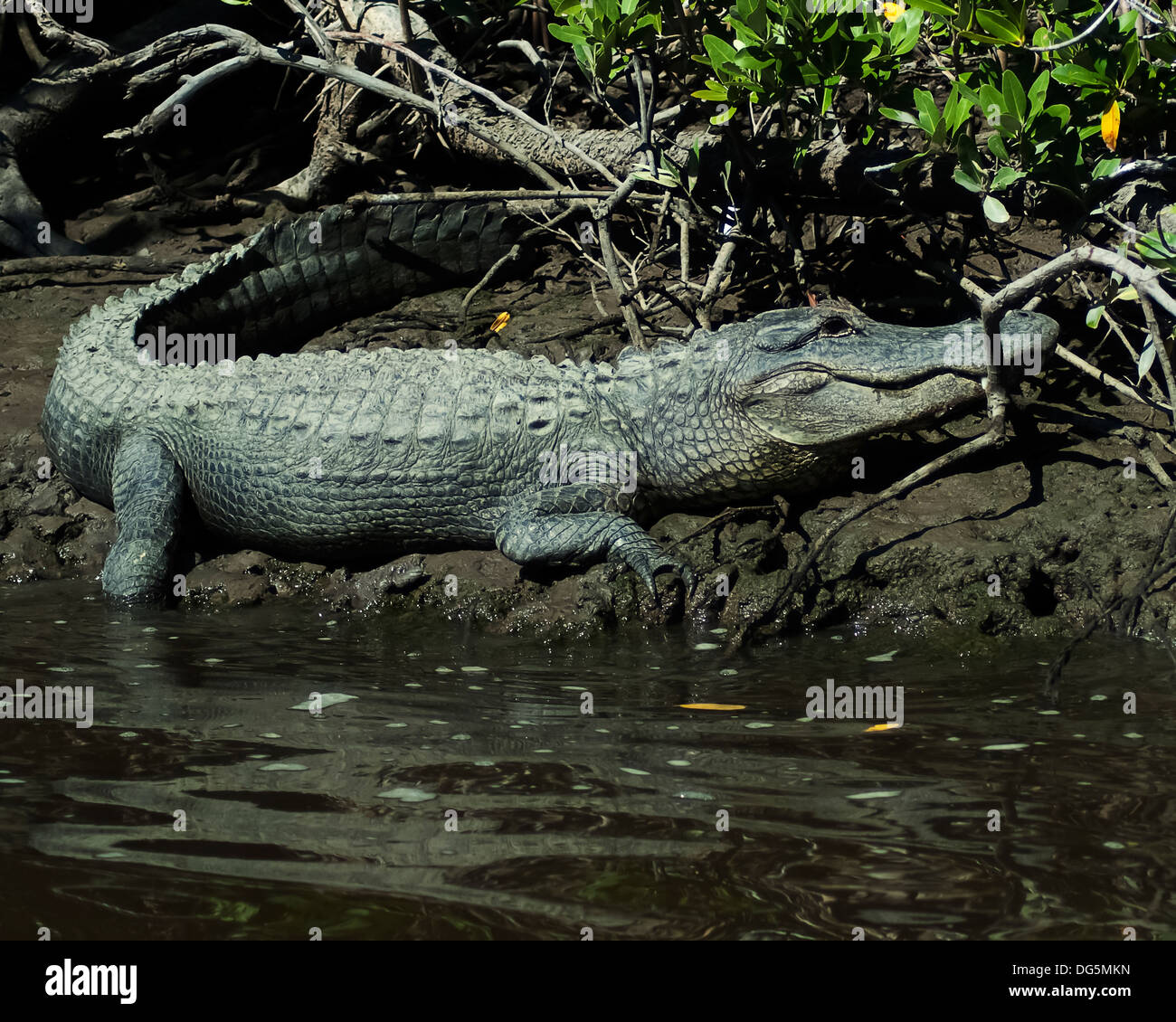 Un alligator assis sur la rive du marais Banque D'Images