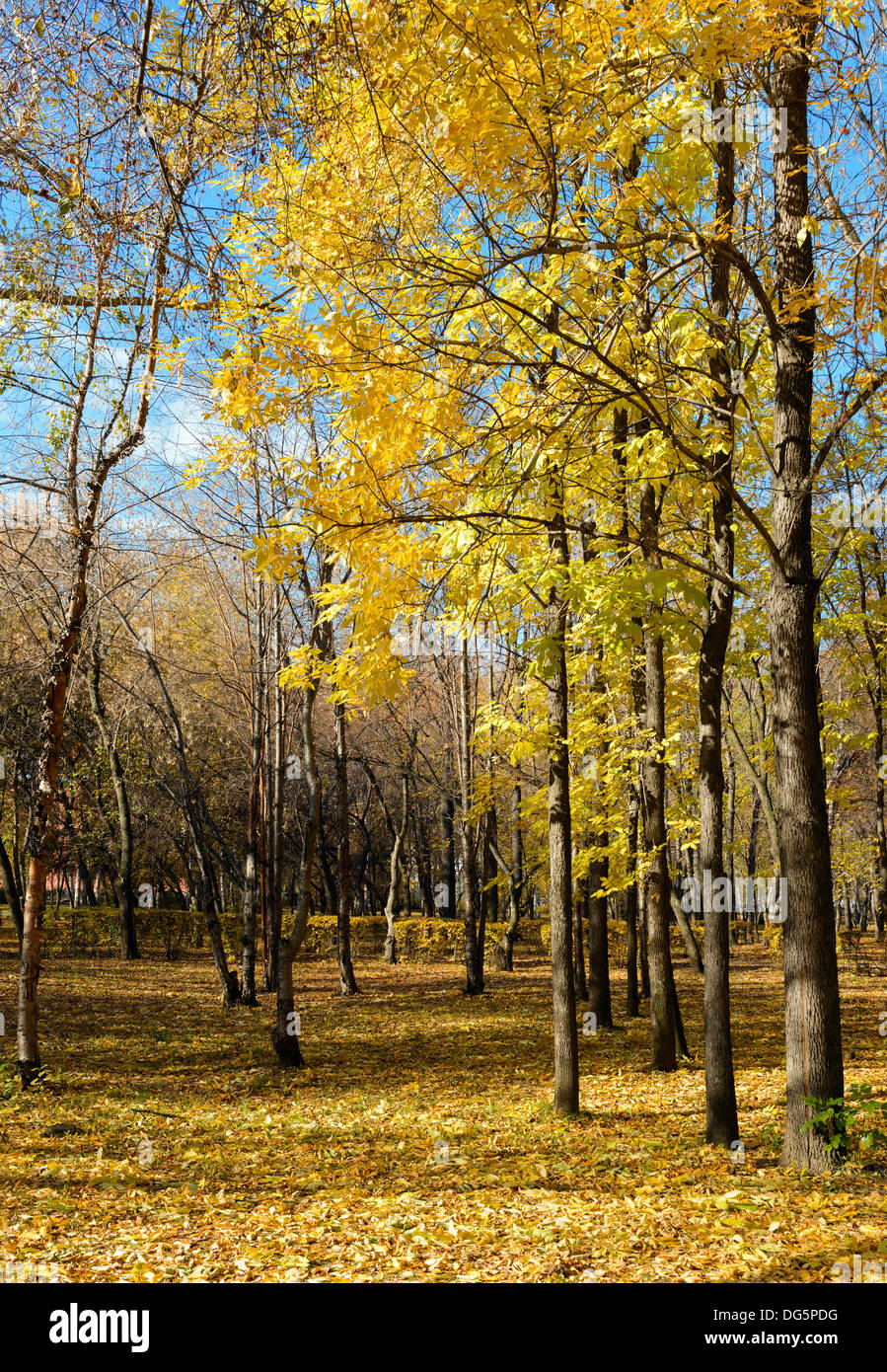 Jardin à l'automne Banque D'Images