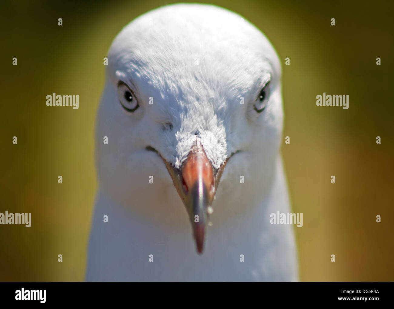 Portrait d'un pigeon Banque D'Images