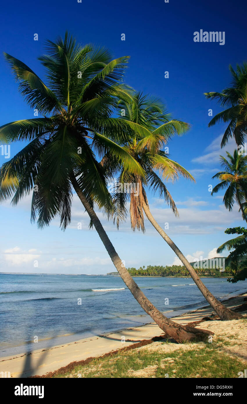 Palmiers penchée à Las Galeras, Samana peninsula, République Dominicaine Banque D'Images