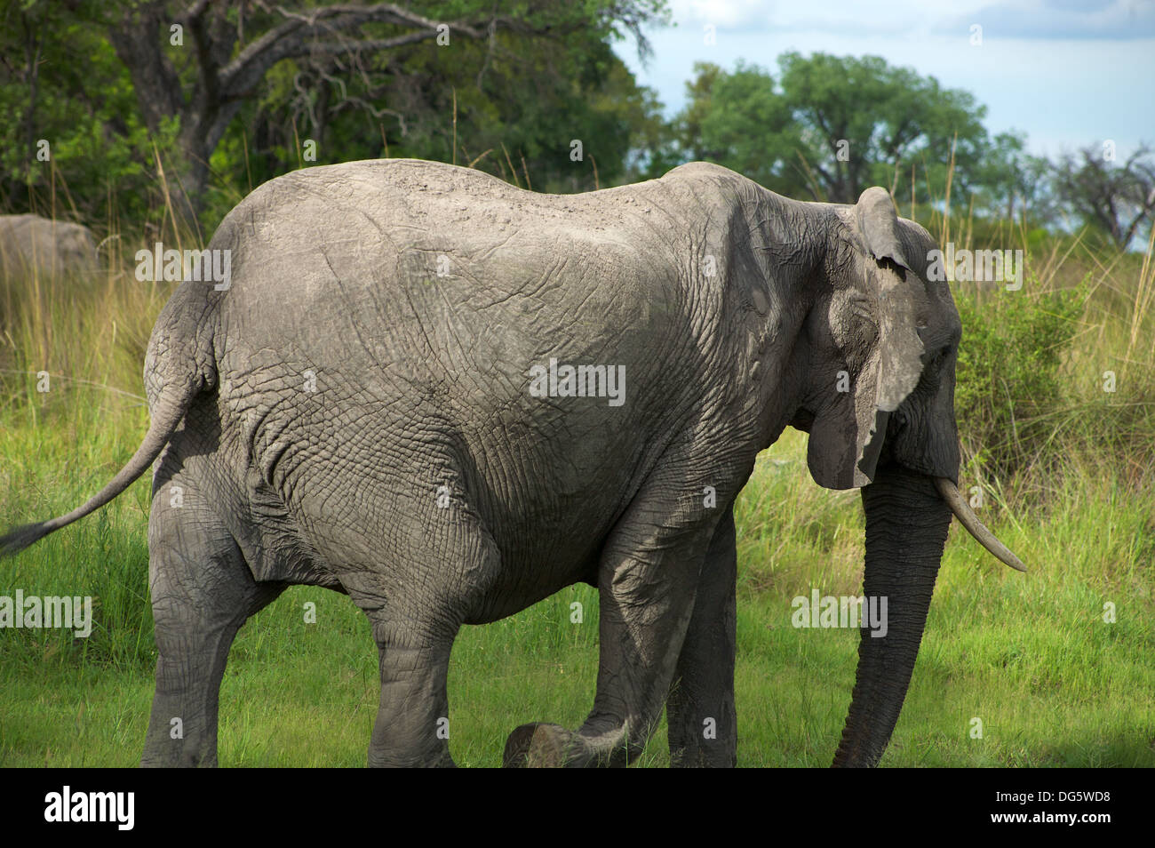 Éléphant dans le bush - la réserve naturelle de Moremi au Botswana Banque D'Images