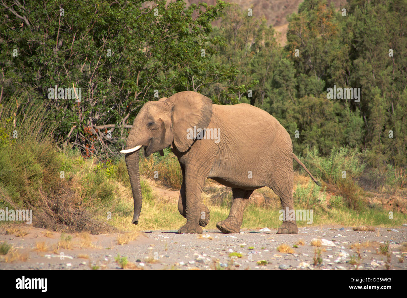 Manger l'éléphant dans le lit d'une rivière dans le désert, Namibie Skeleton Coast Banque D'Images