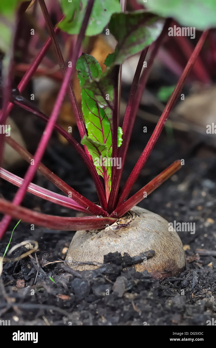 Betteraves dans le sol d'un jardin potager Banque D'Images