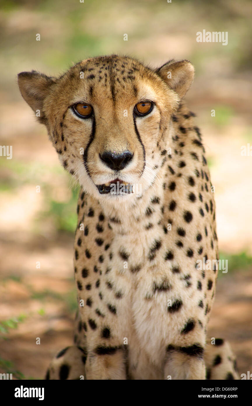 Fondation Harnas guépard en Namibie Banque D'Images