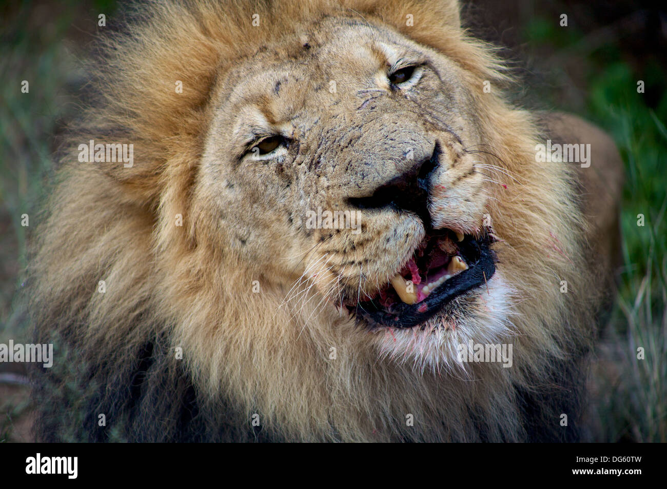 Roaring Lion après dîner Banque D'Images