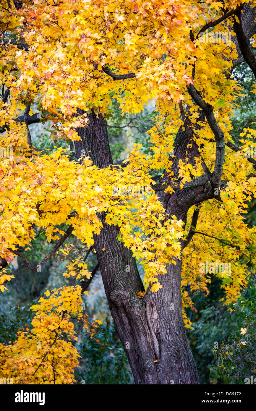 Les feuilles d'automne dans un parc à Helsinki Banque D'Images