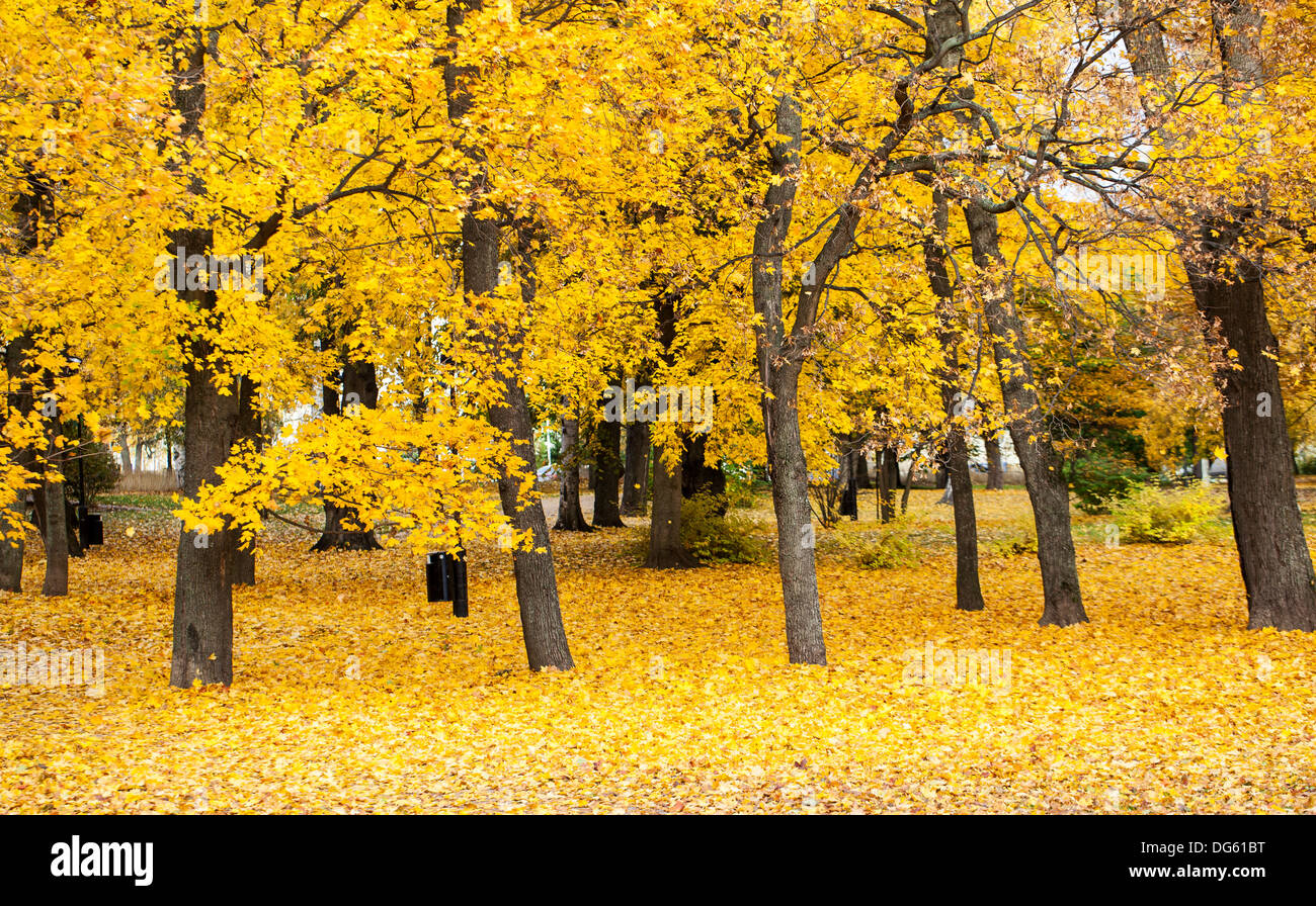 Les feuilles d'automne dans un parc à Helsinki Banque D'Images