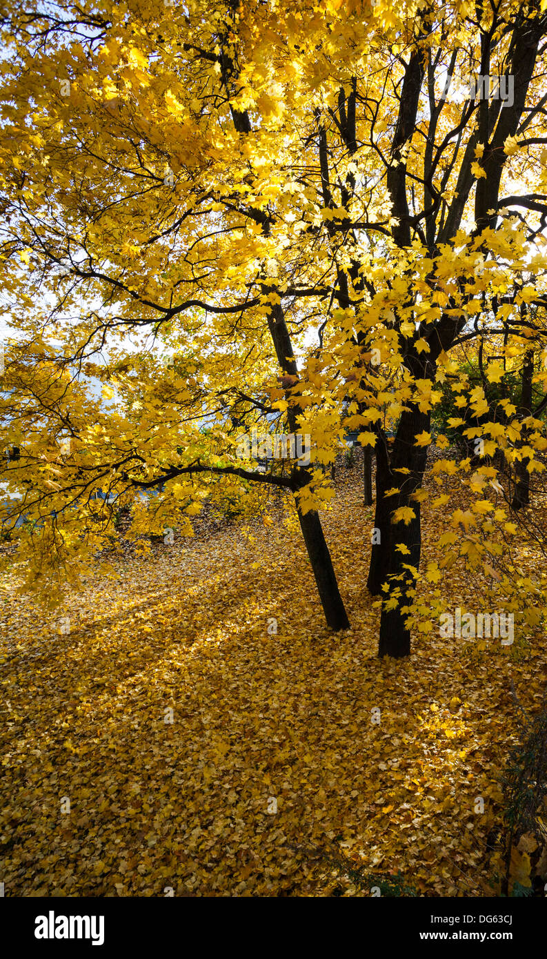 Les feuilles d'automne dans un parc à Helsinki Banque D'Images