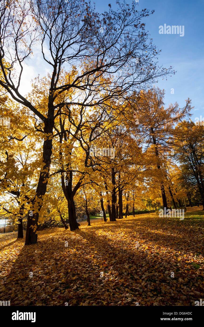 Les feuilles d'automne dans un parc à Helsinki Banque D'Images