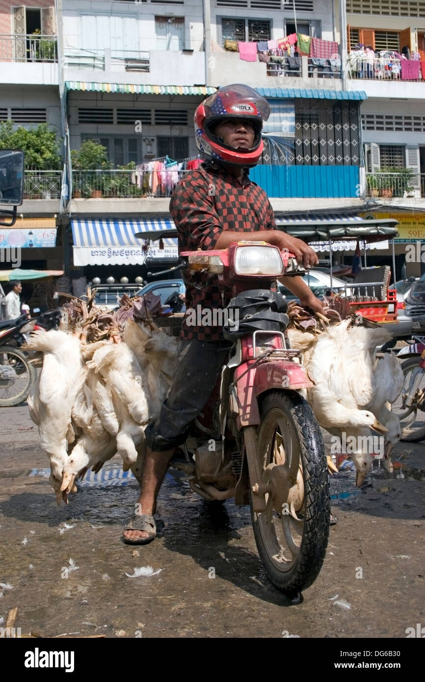 Un homme monté sur une moto transporte un chargement de canards vivants à un marché sur une rue de ville à Phnom Penh, Cambodge. Banque D'Images
