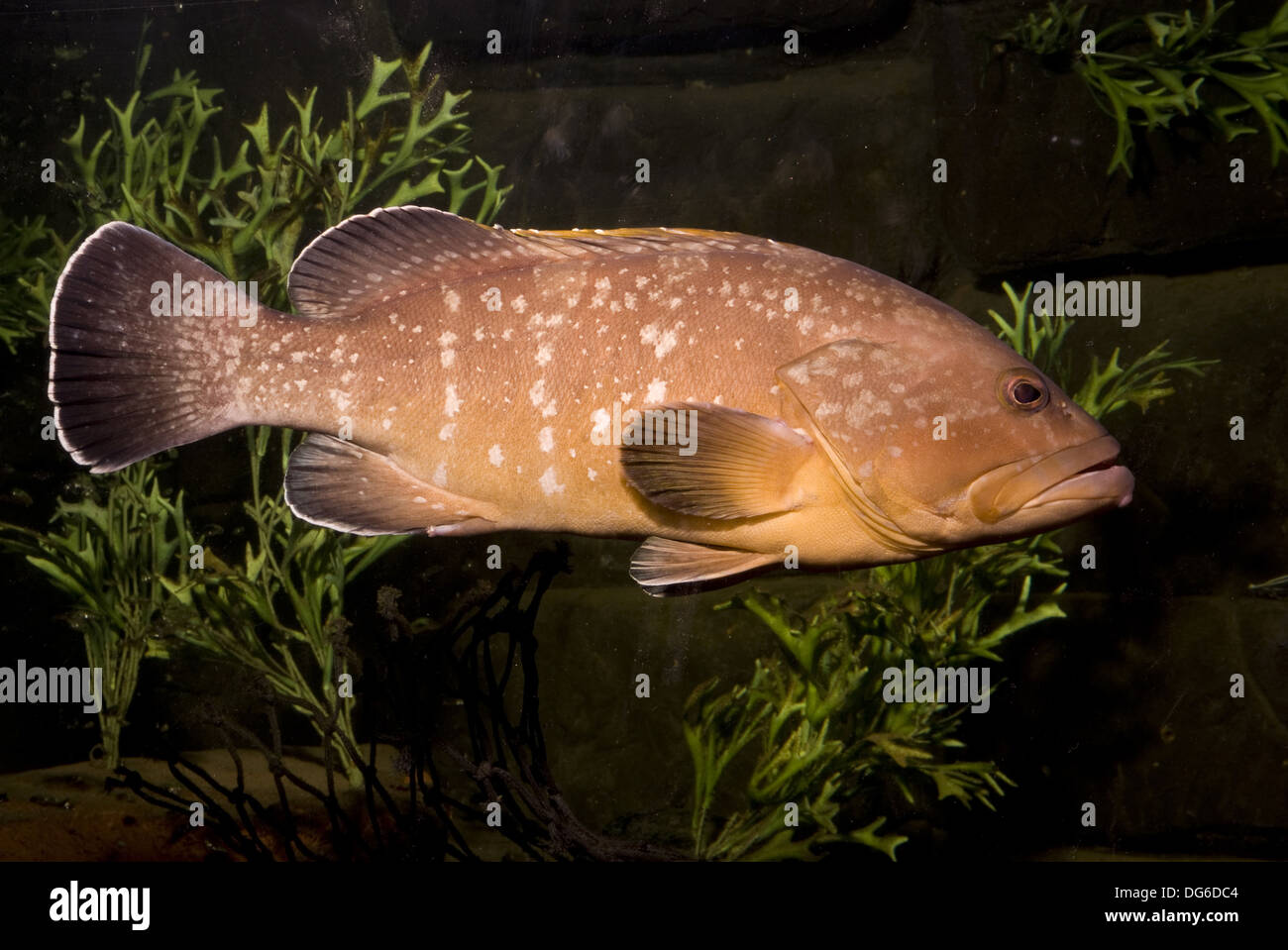 Dusky grouper, Epinephelus marginatus Banque D'Images