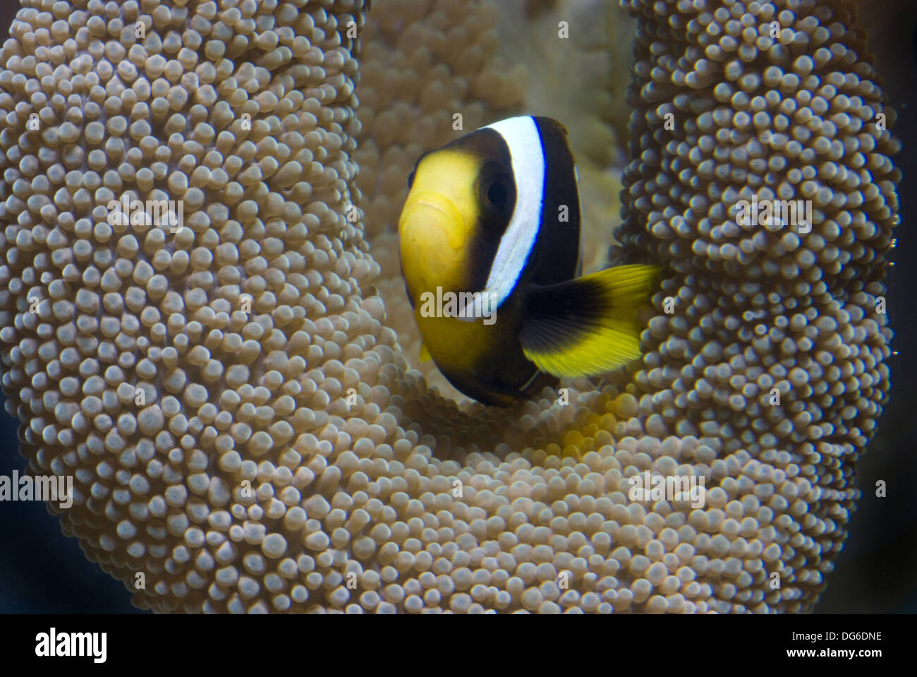 Poisson clown amphiprion chrysogaster, mauricien Banque D'Images