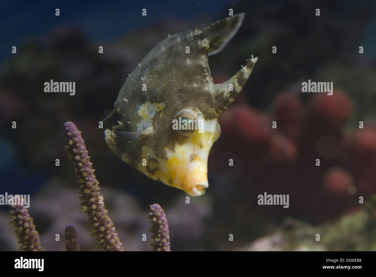 Queue poils poissons-fichier, acreichthys tomentosus Banque D'Images