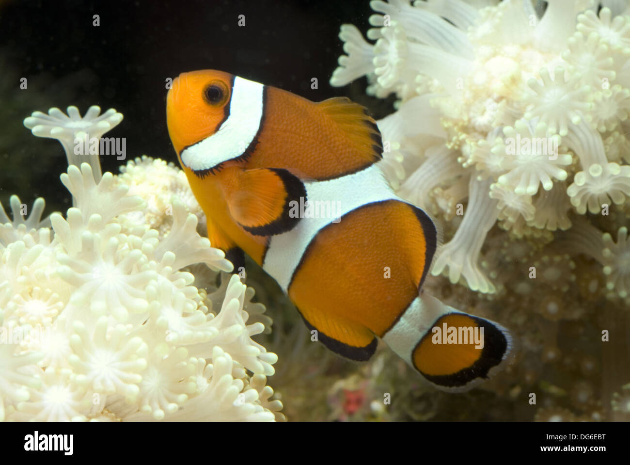 Amphiprion percula clownfish, orange Banque D'Images