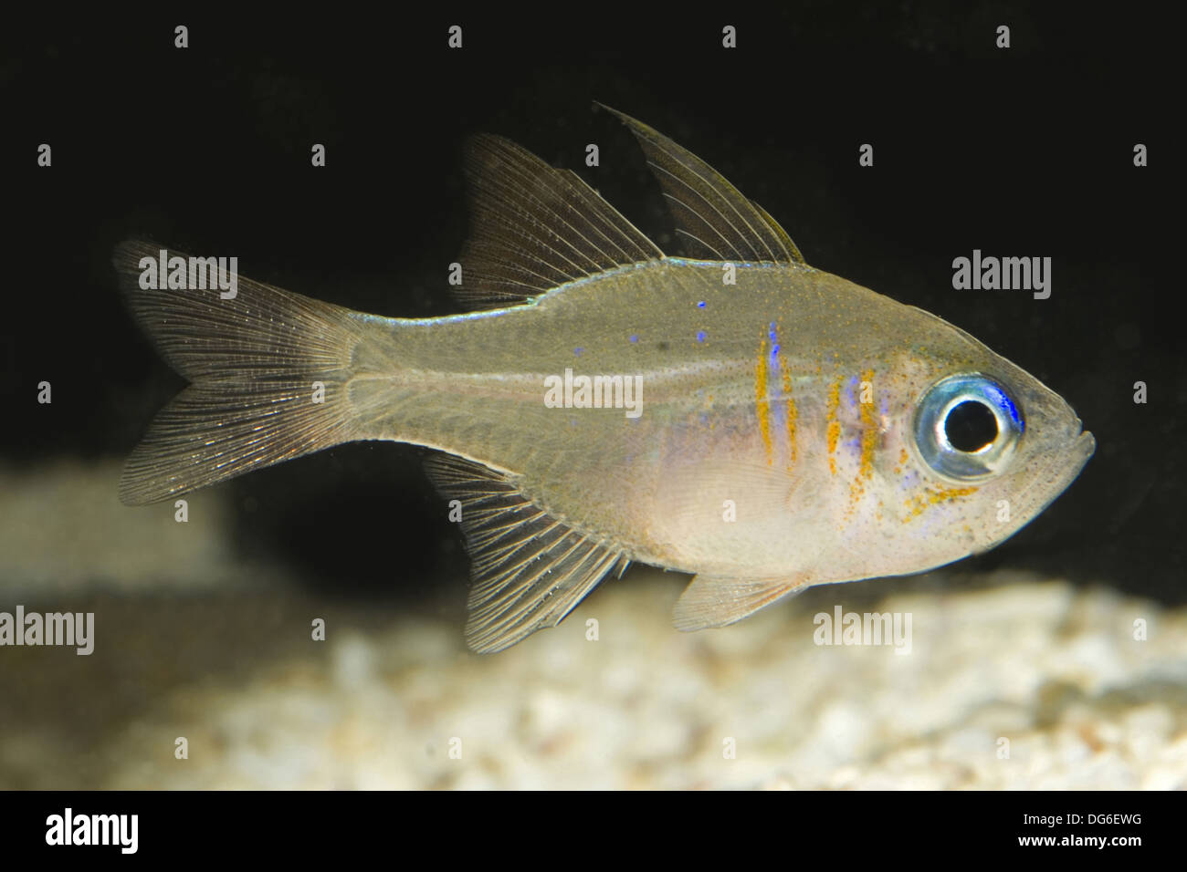 Threadfin cardinalfish apogon leptacanthus, Banque D'Images