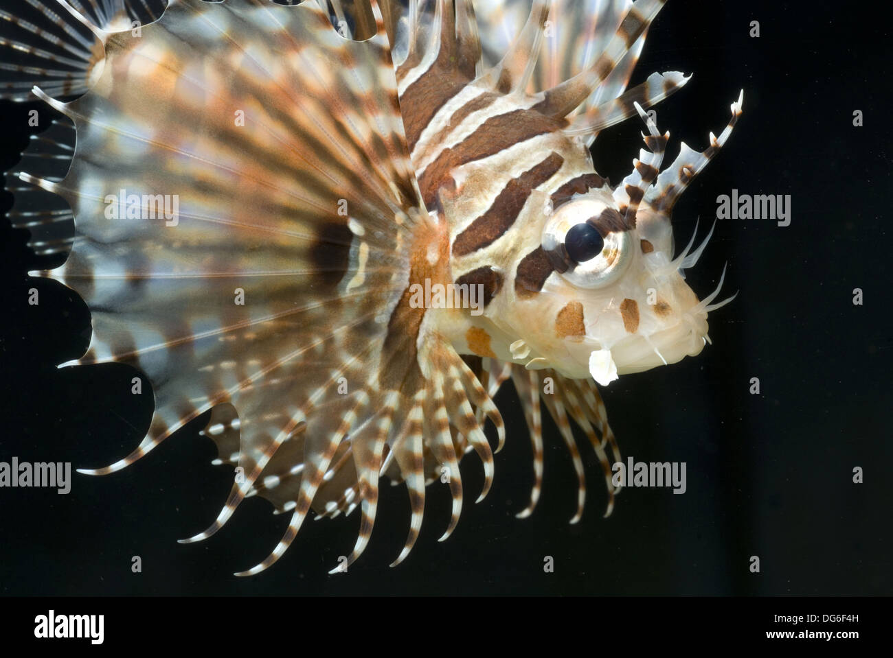 Dendrochirus zebra zebra, poisson-papillon Banque D'Images