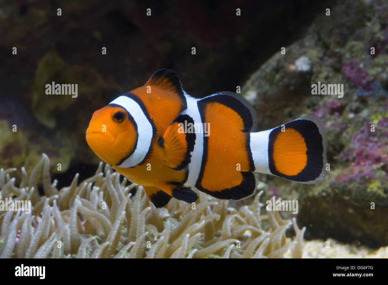 Amphiprion percula clownfish, orange Banque D'Images