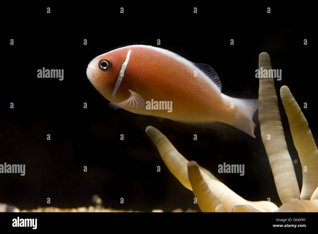 Skunk rose poissons clowns, amphiprion perideraion Banque D'Images