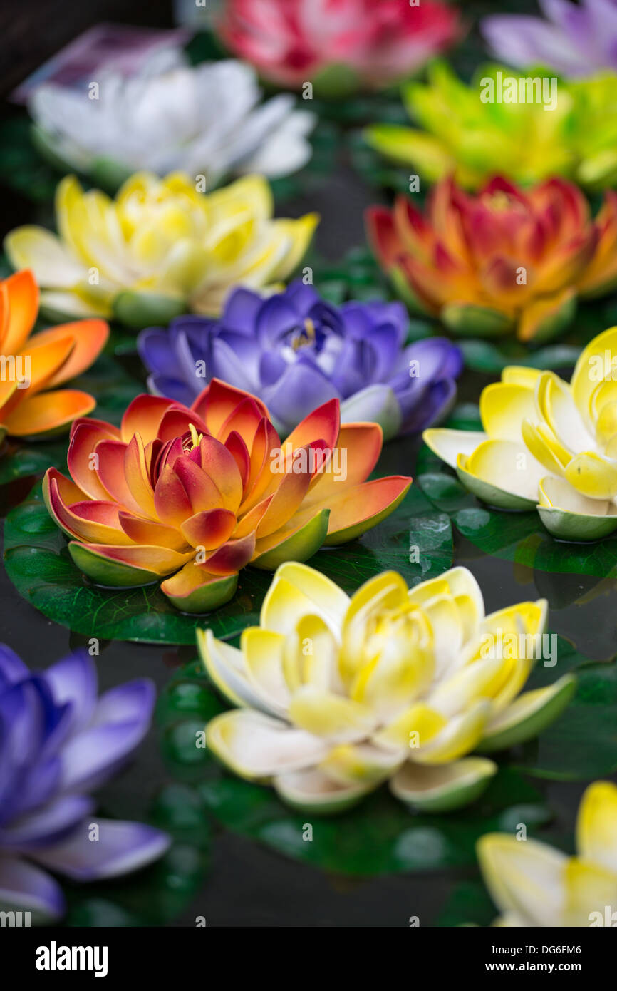 Fleurs de Lotus dans un étang à Lhassa en Chine Banque D'Images