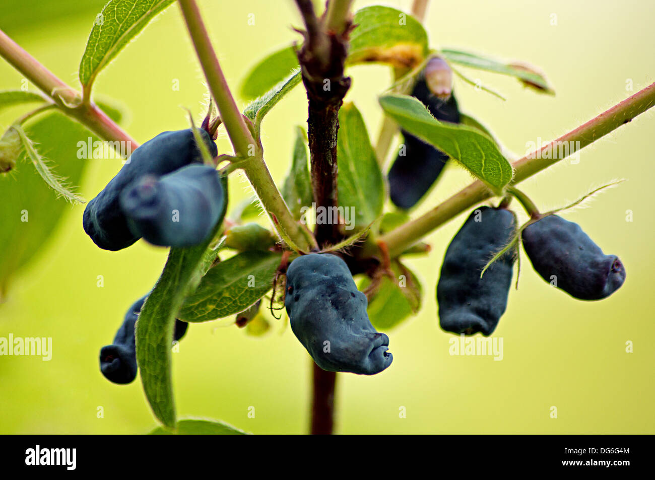 Honeyberries, le chèvrefeuille bleu Banque D'Images