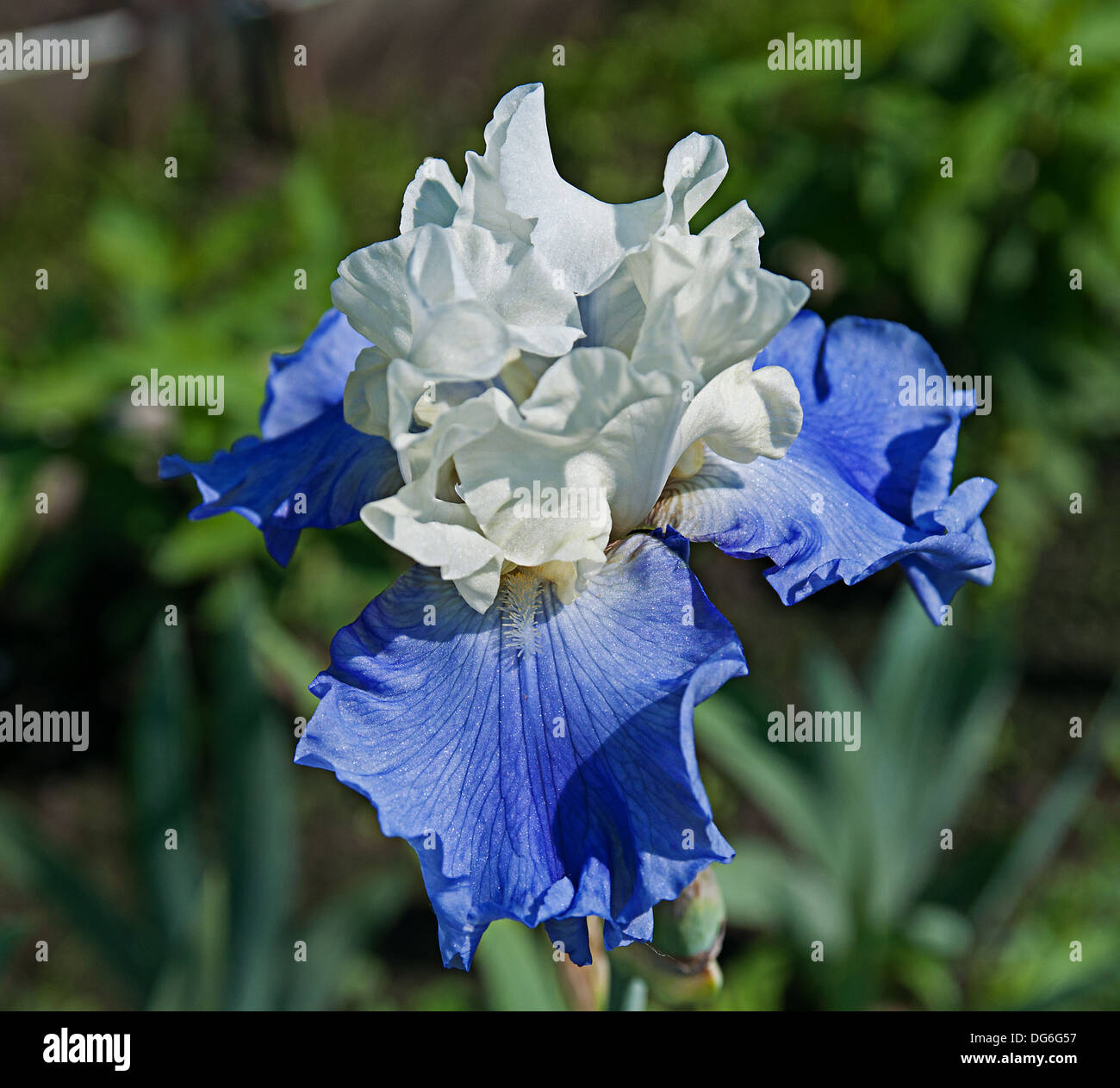 Fleur d'iris bleu et blanc Banque D'Images